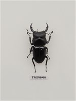 藏品(長角大鍬形蟲)的圖片